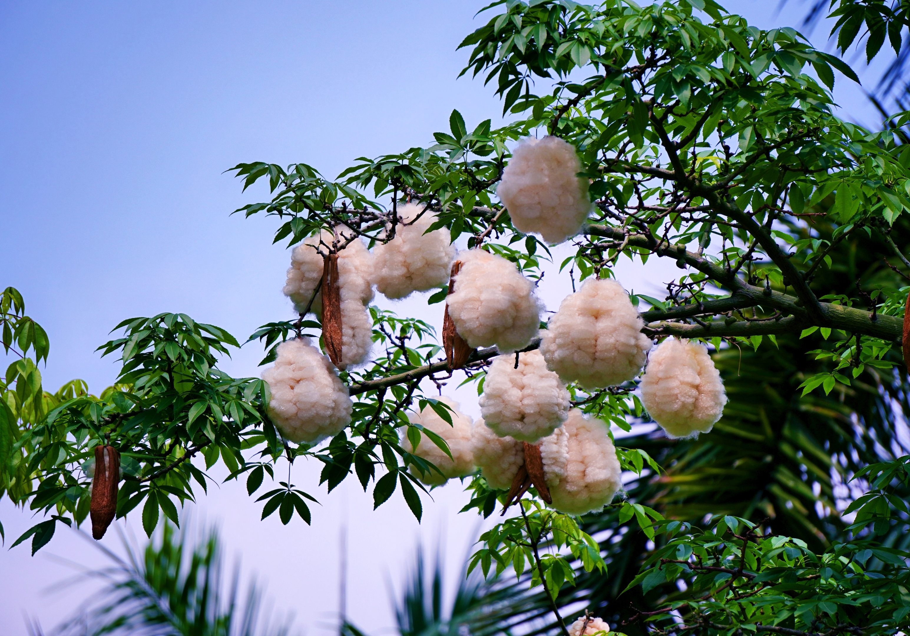 首发广州街头异木棉树上挂满了棉花圆滚滚的好像小雪球