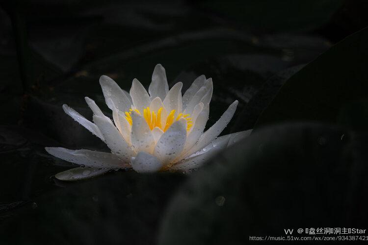 首发濯濯清莲