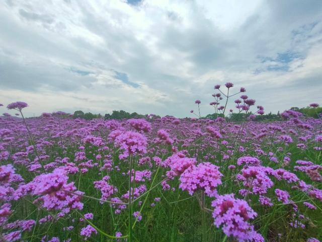 【首发】美丽的马鞭草