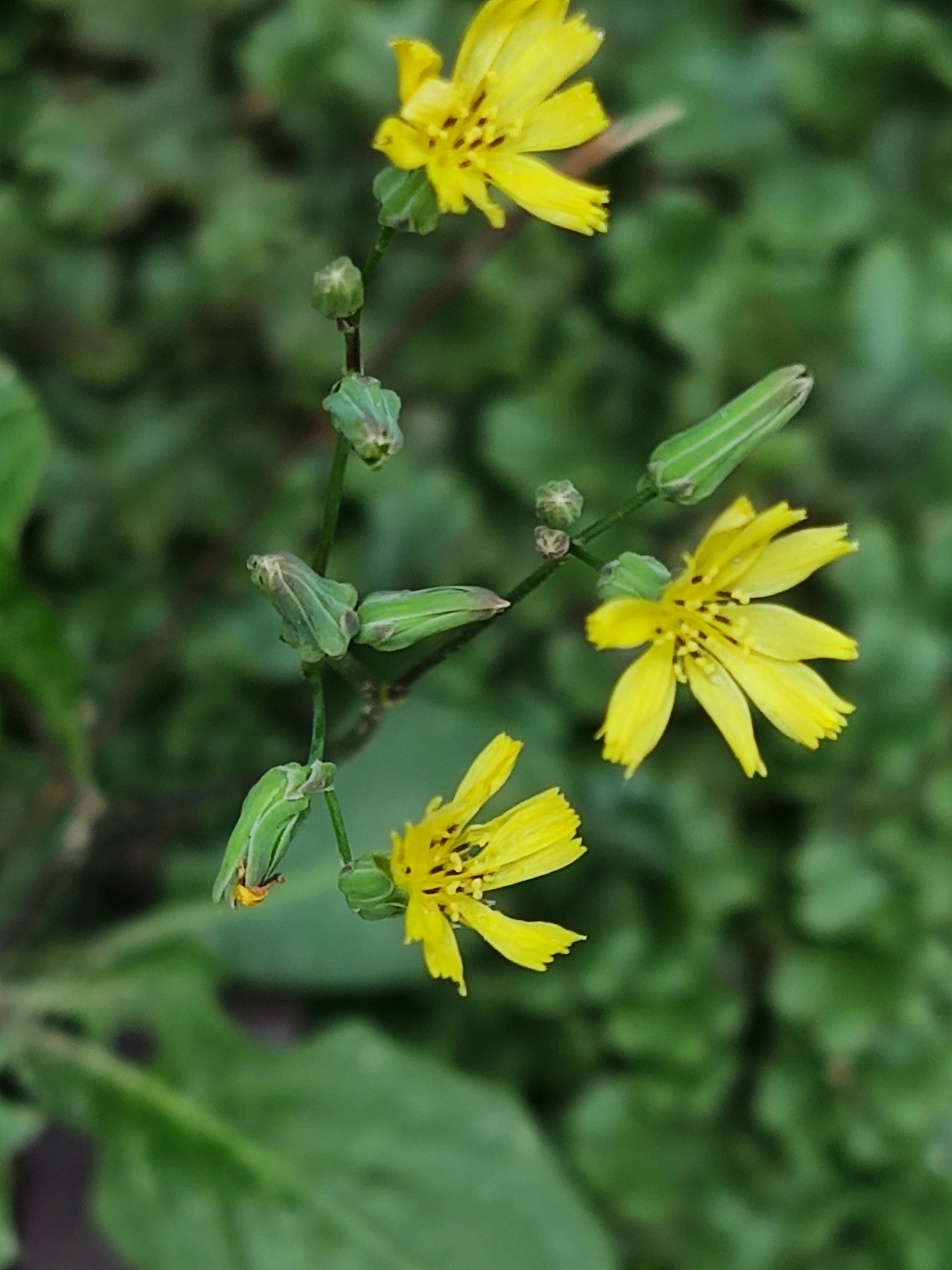 黄鹌菜花