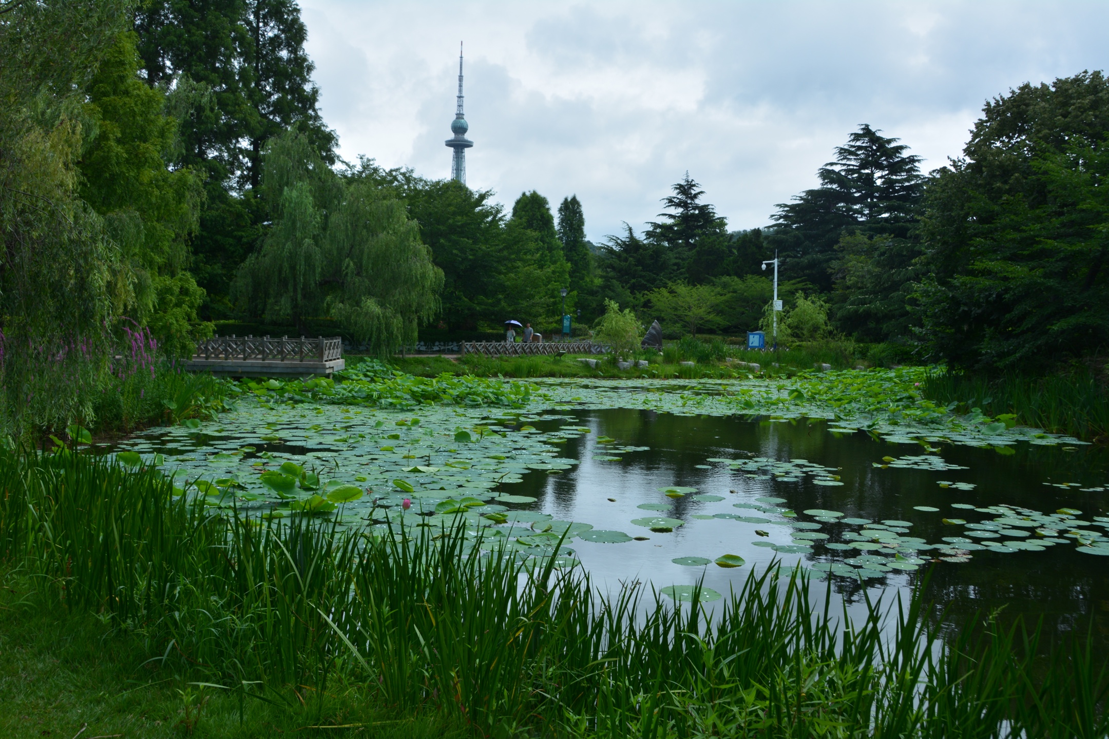 《夏日风景别样好 青岛中山公园小西湖荷花