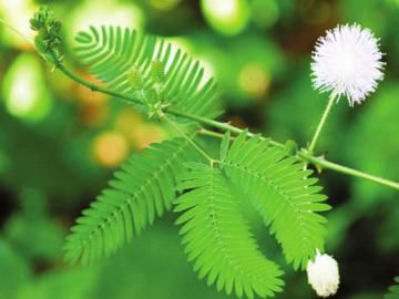 含羞草(学名:mimosa pudica linn. )