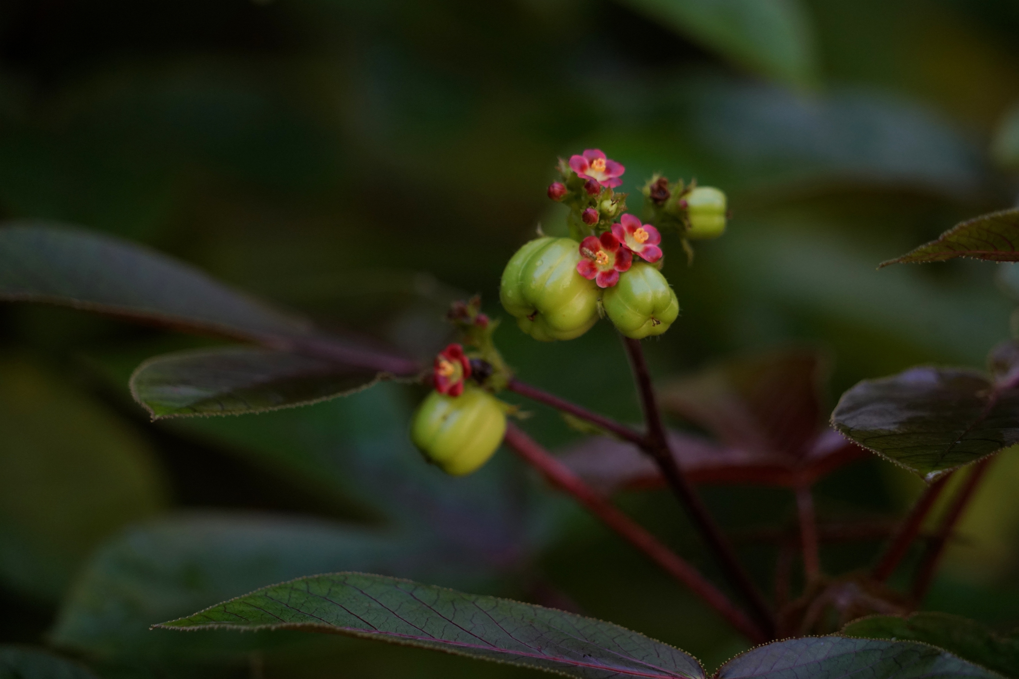 棉叶珊瑚花与果3