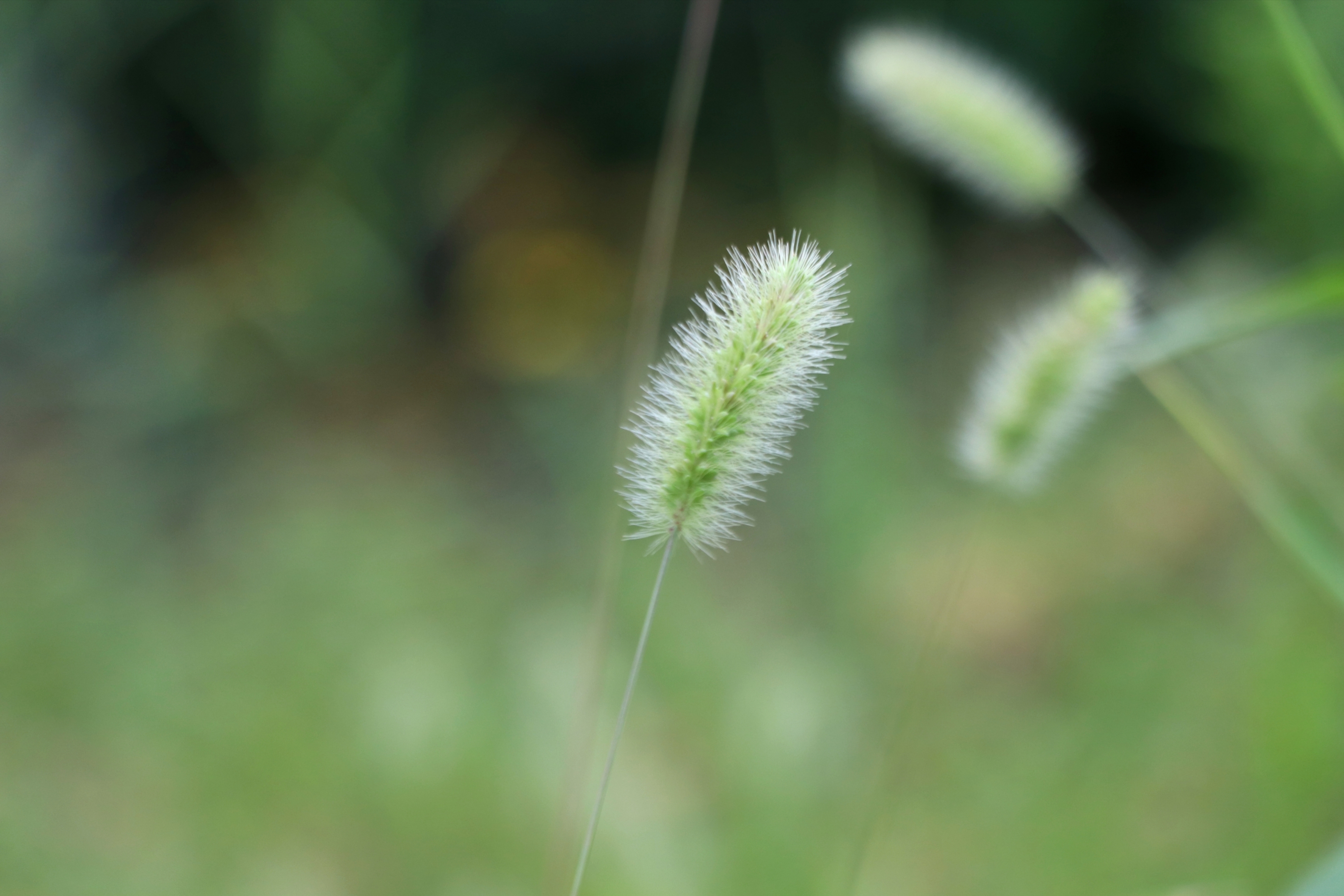 狗尾巴草『首发』