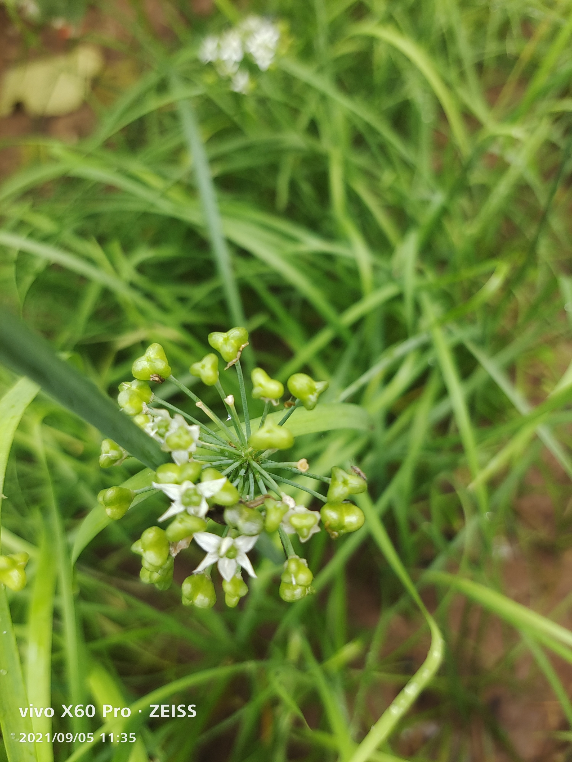 【首发】韭菜花