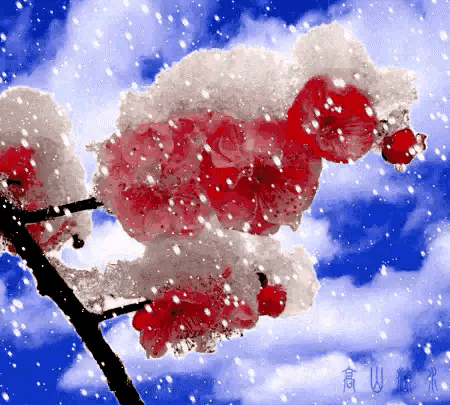 雪舞梅花开