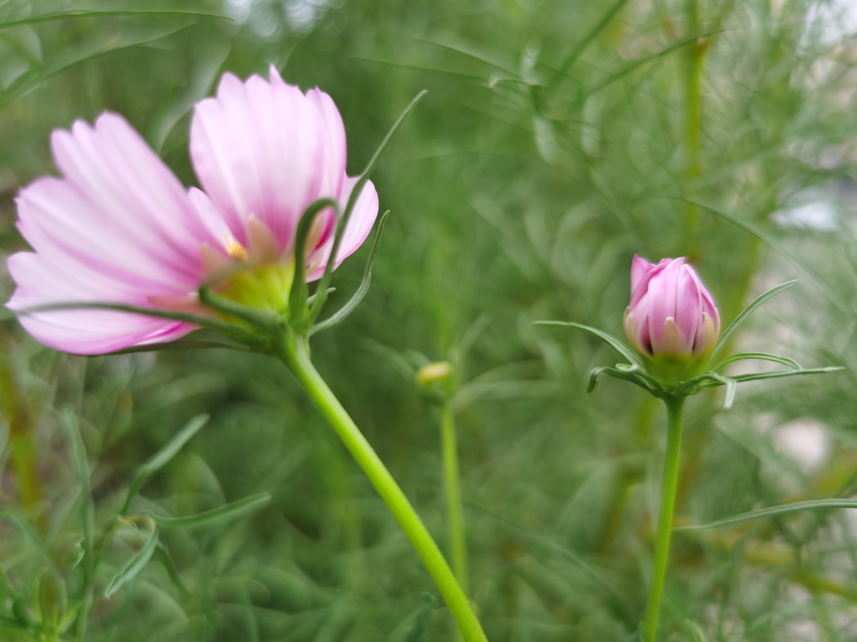 格桑花