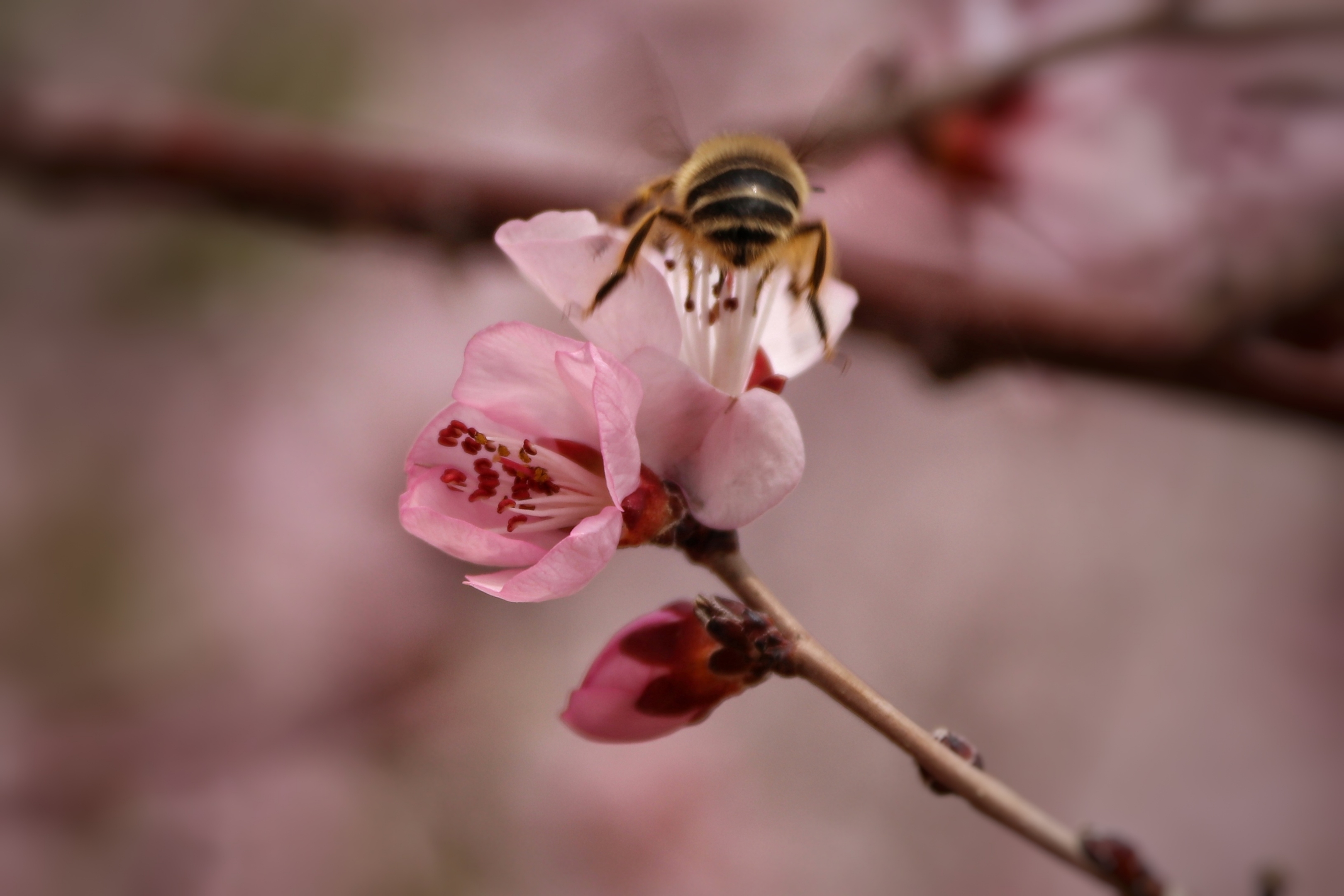 山桃花