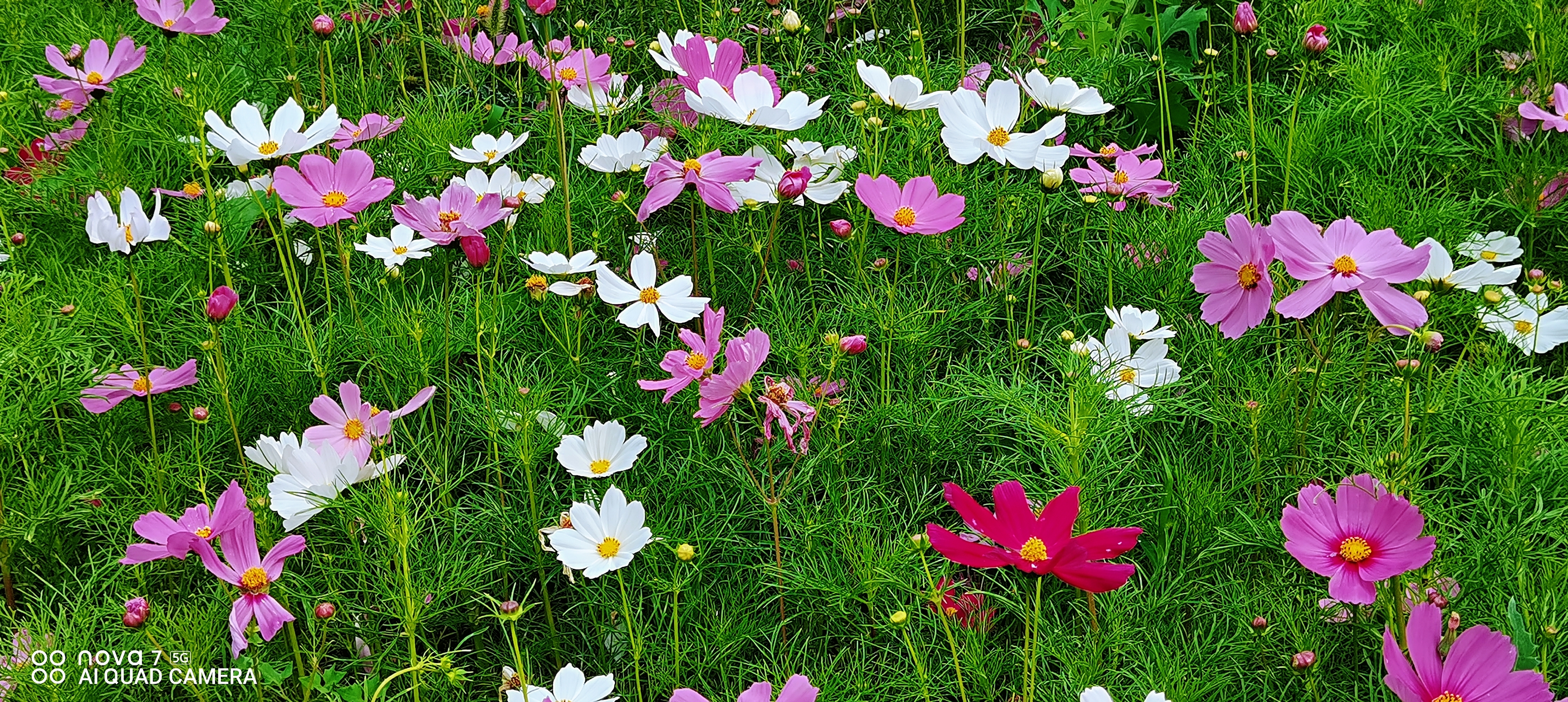 盛开的格桑花