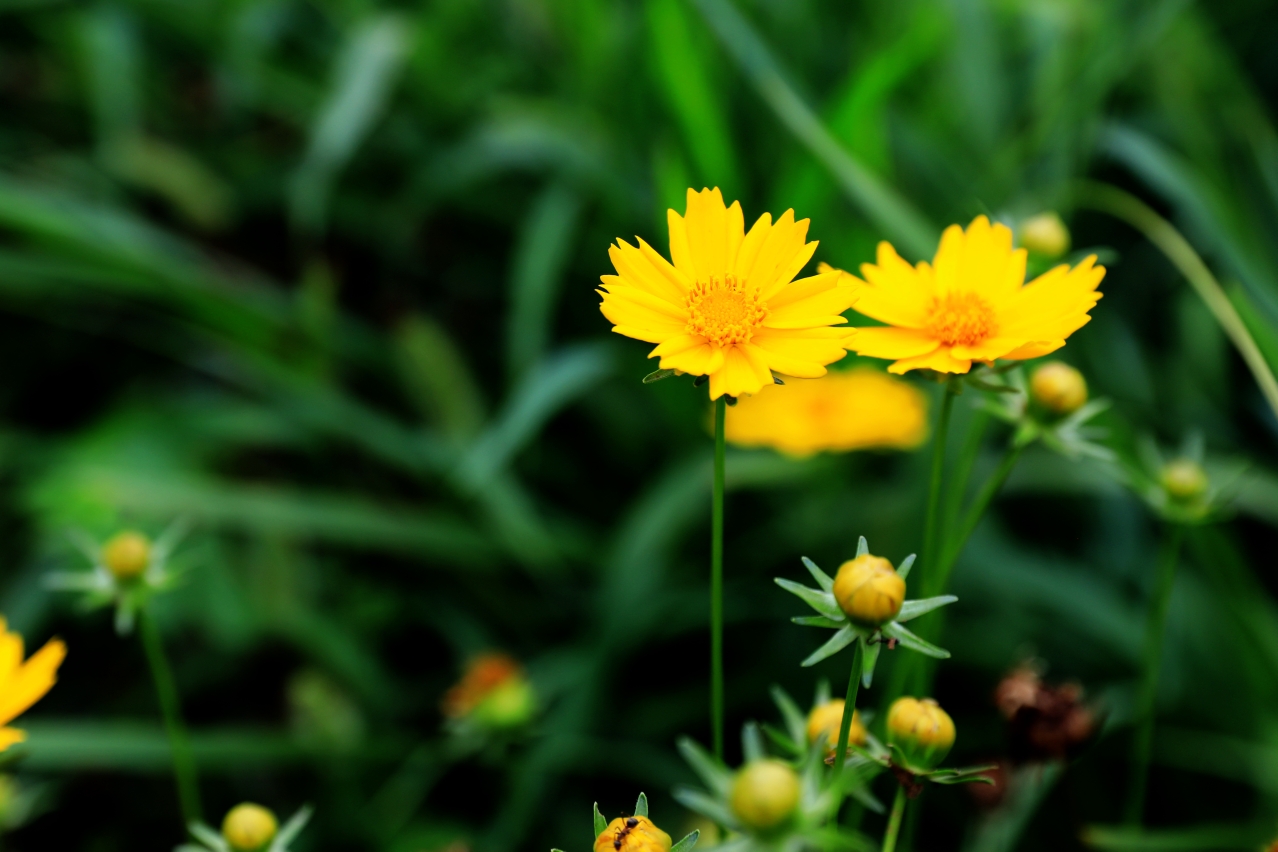 金鸡菊(学名:coreopsis basalis[1])是菊科,金鸡菊属一年生或二年生