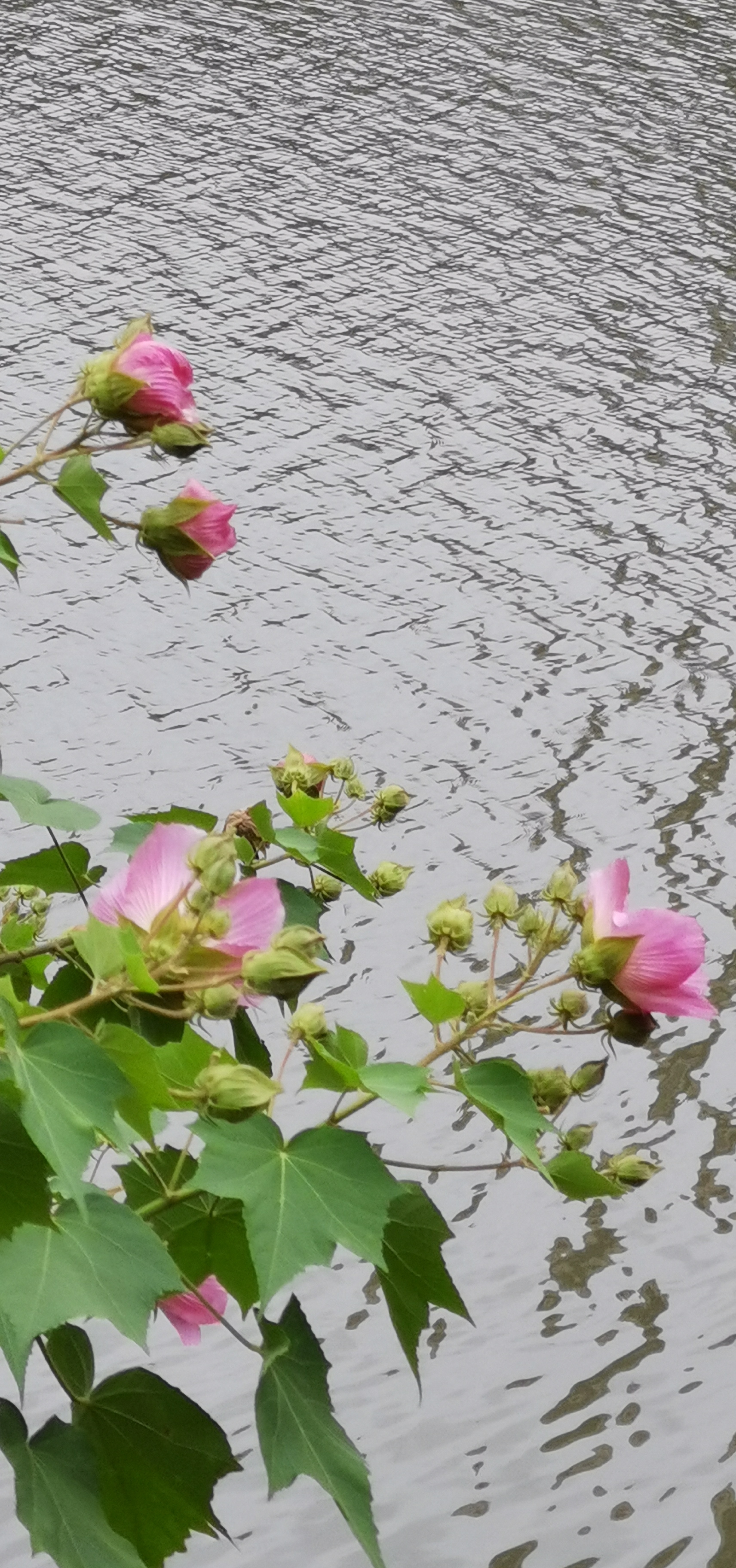 芙蓉花,向人能白亦能红