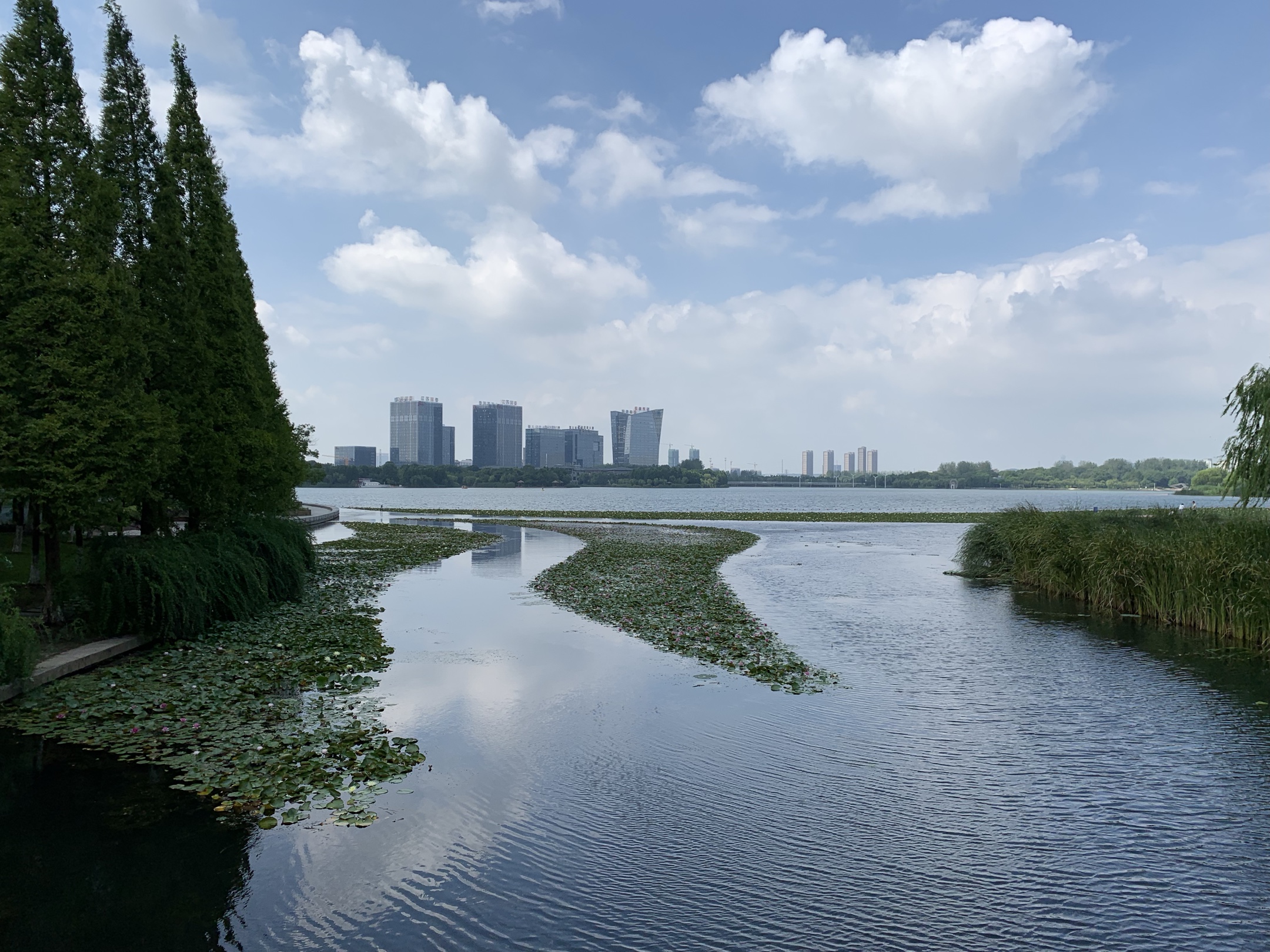 荷风夏韵暨阳湖