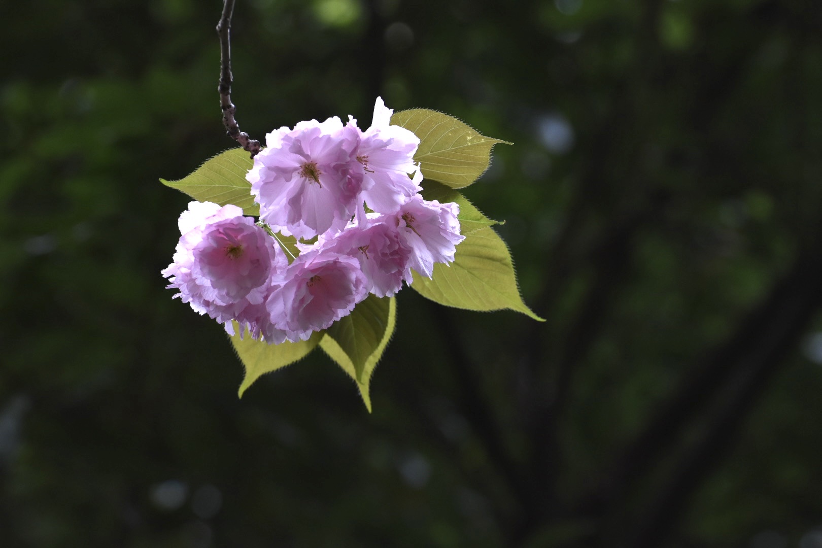 【首发】"诱人的色彩晚樱花"