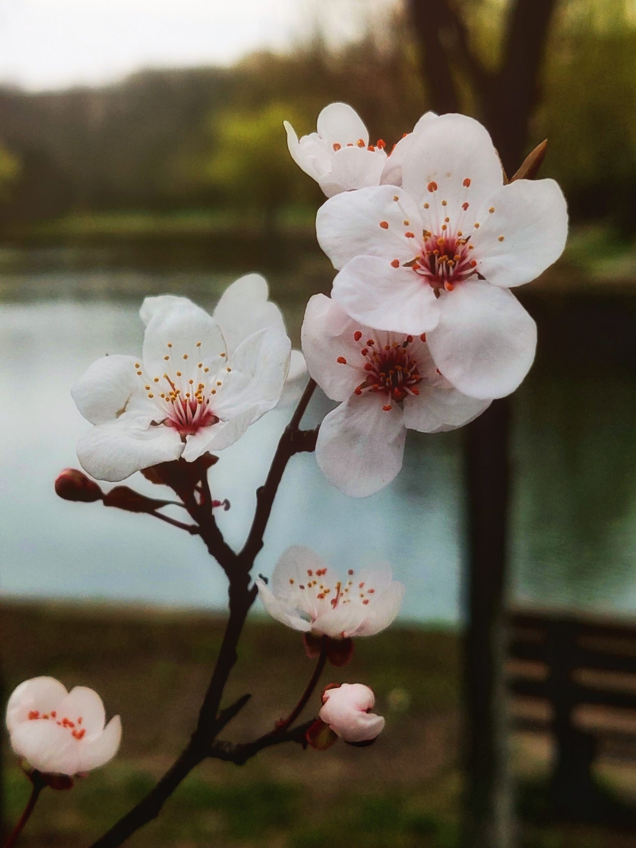 随走随拍(二)《樱桃李花》