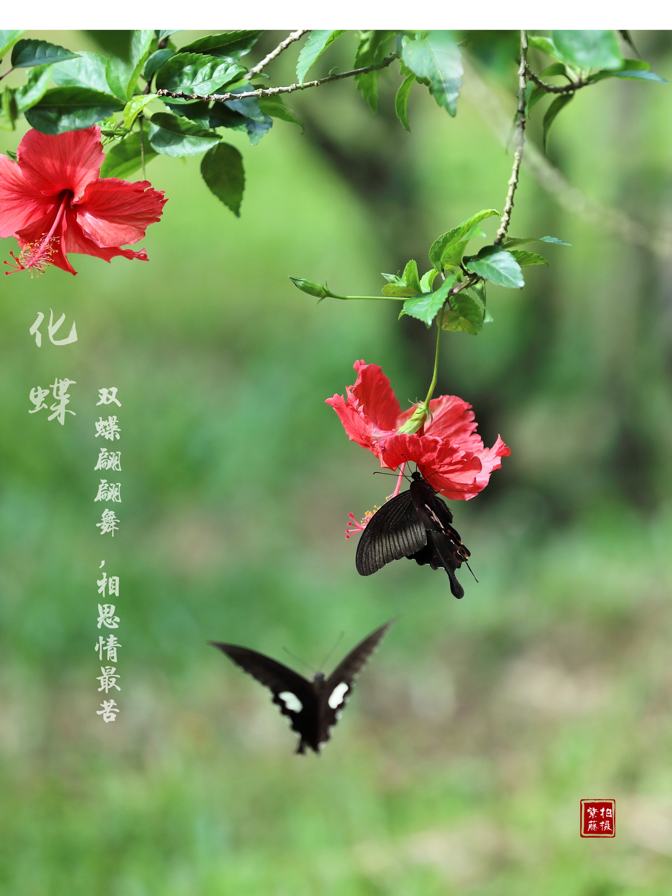 蝴蝶双双飞红尘永相随首发