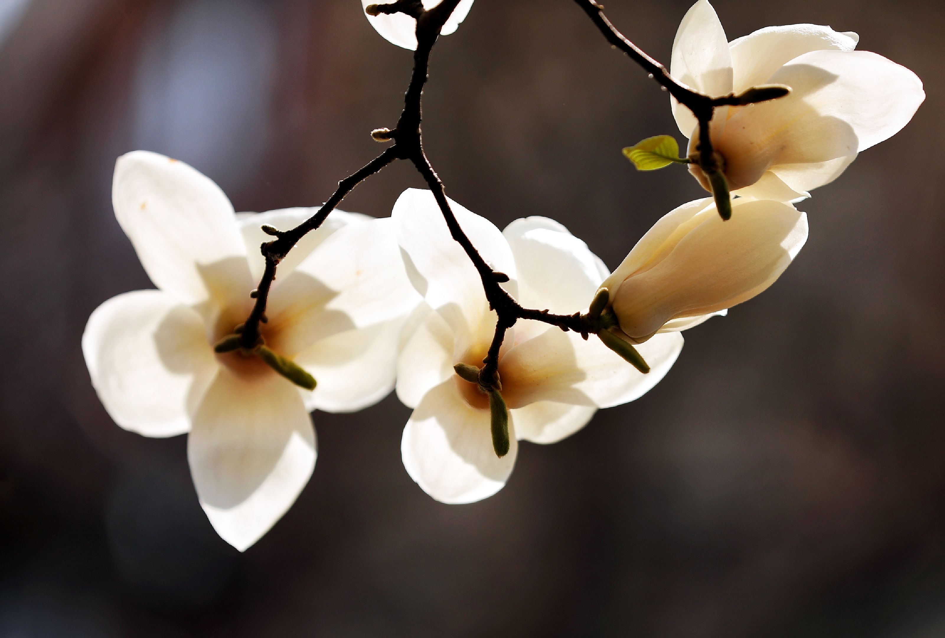 玉兰花