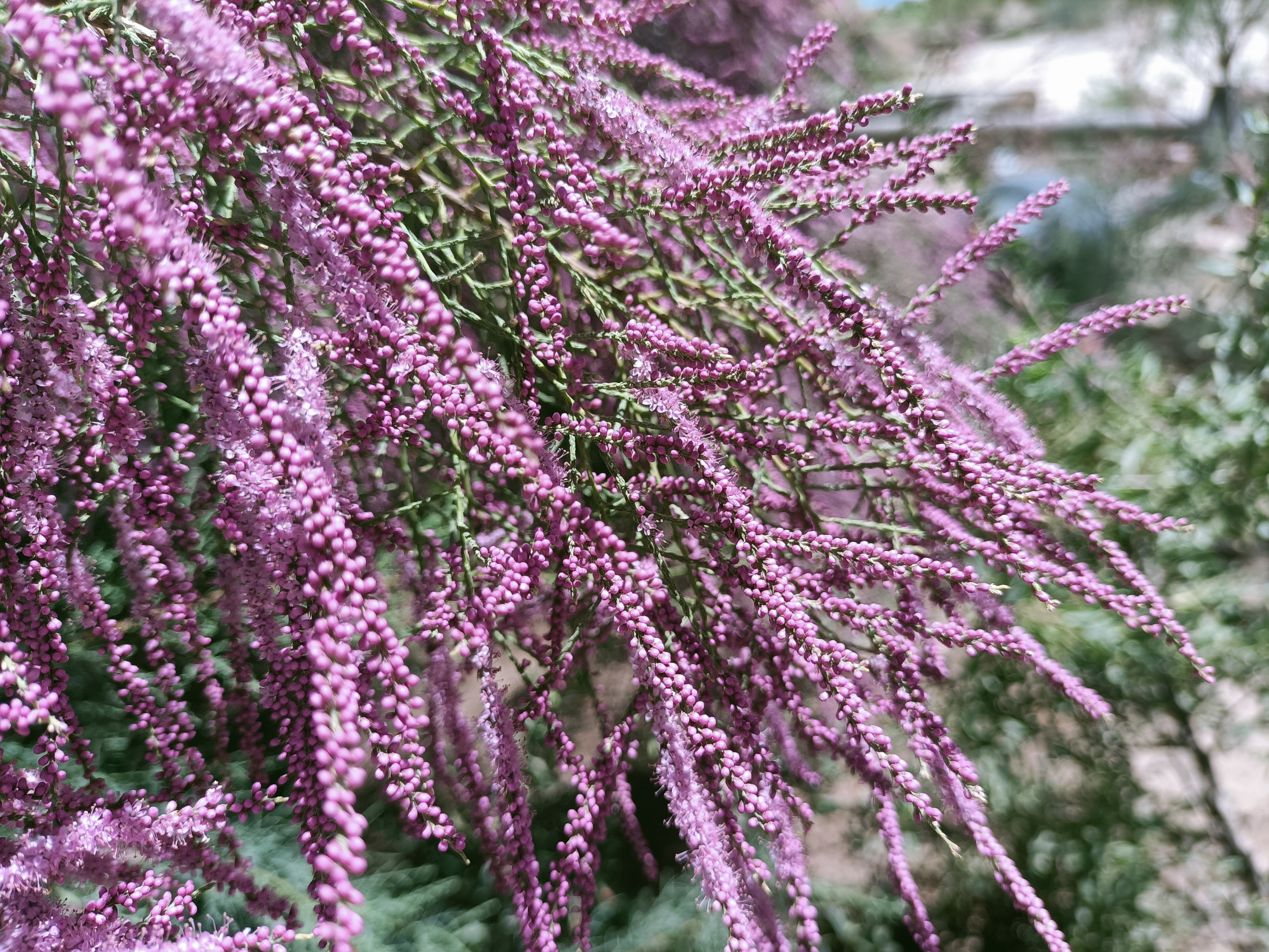 柽柳(拉丁学名:tamarix chinensis lour.