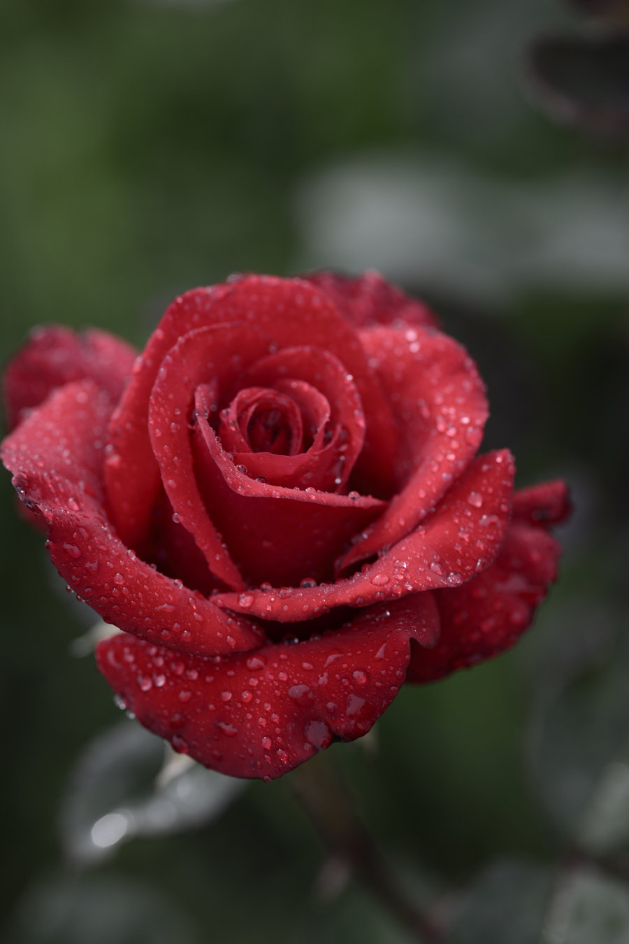 玫瑰花
