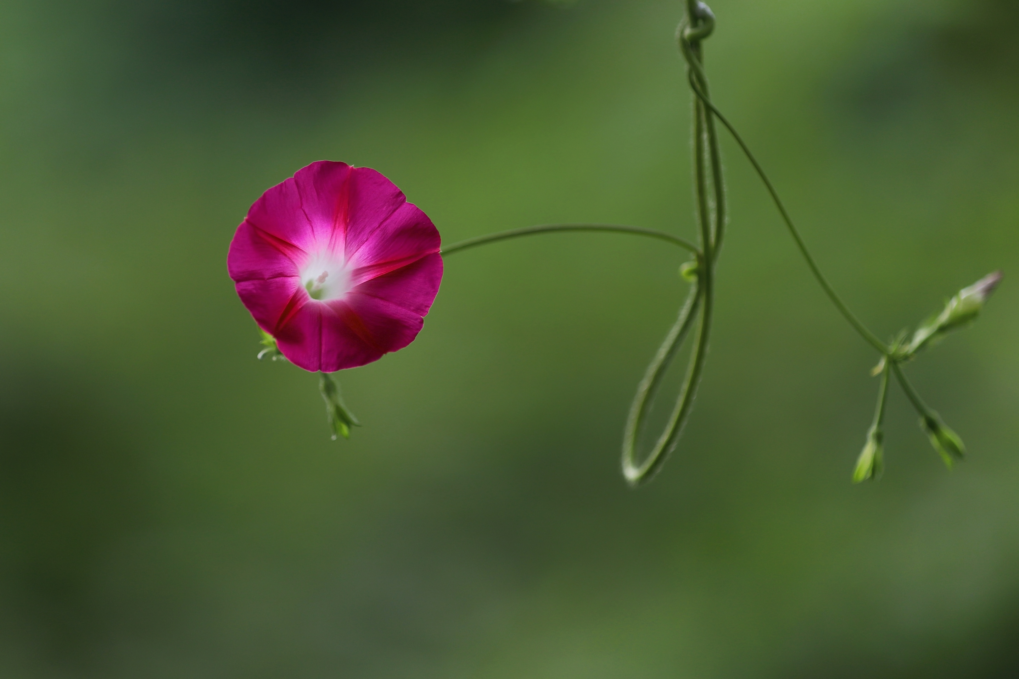 牵牛花别名喇叭花,还有个俗名叫勤娘子,它在清晨太阳即将出来