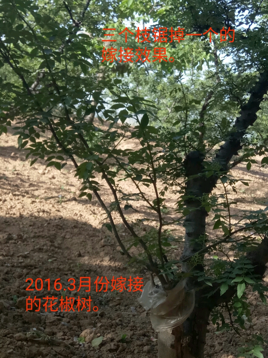 花椒树的嫁接技术