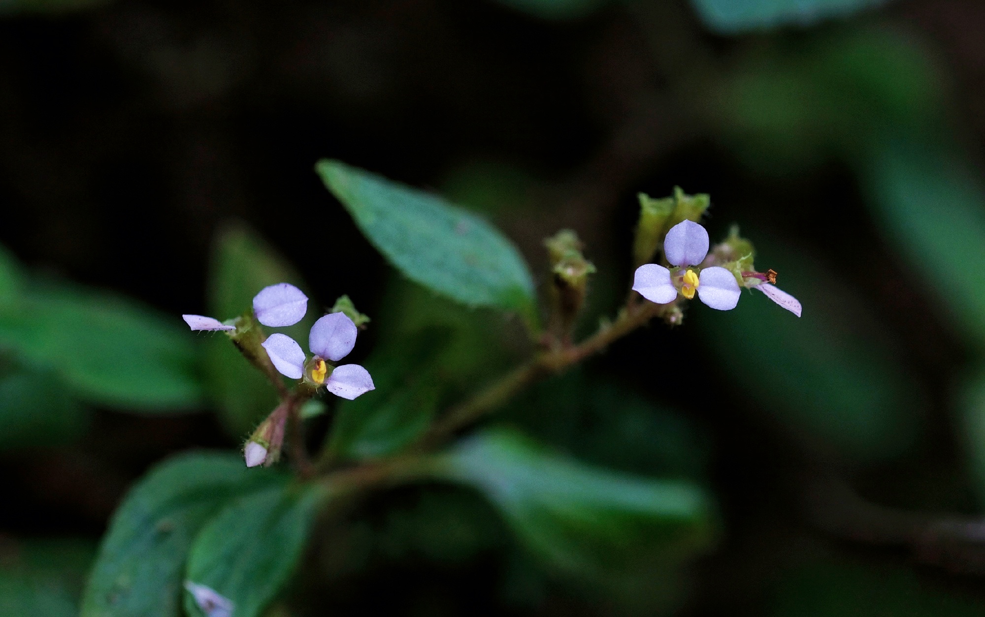 【首发】花城广州～蜂斗草