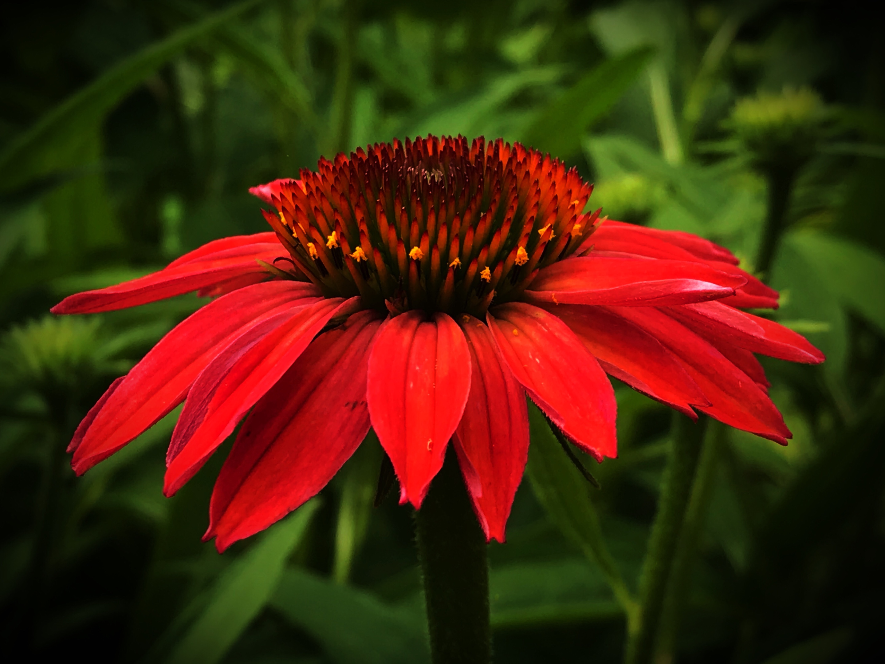 红色松果菊