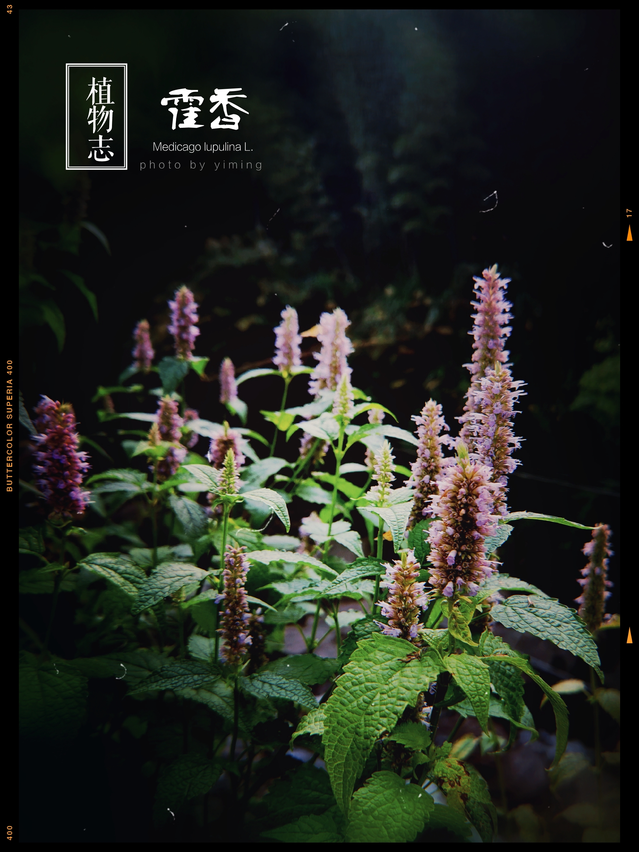 的花语:信任 藿香,又称为合香 苍告,山茴香等 属管状花目 唇形科