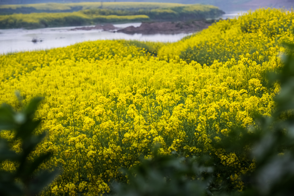 疫情期间两河口油菜花