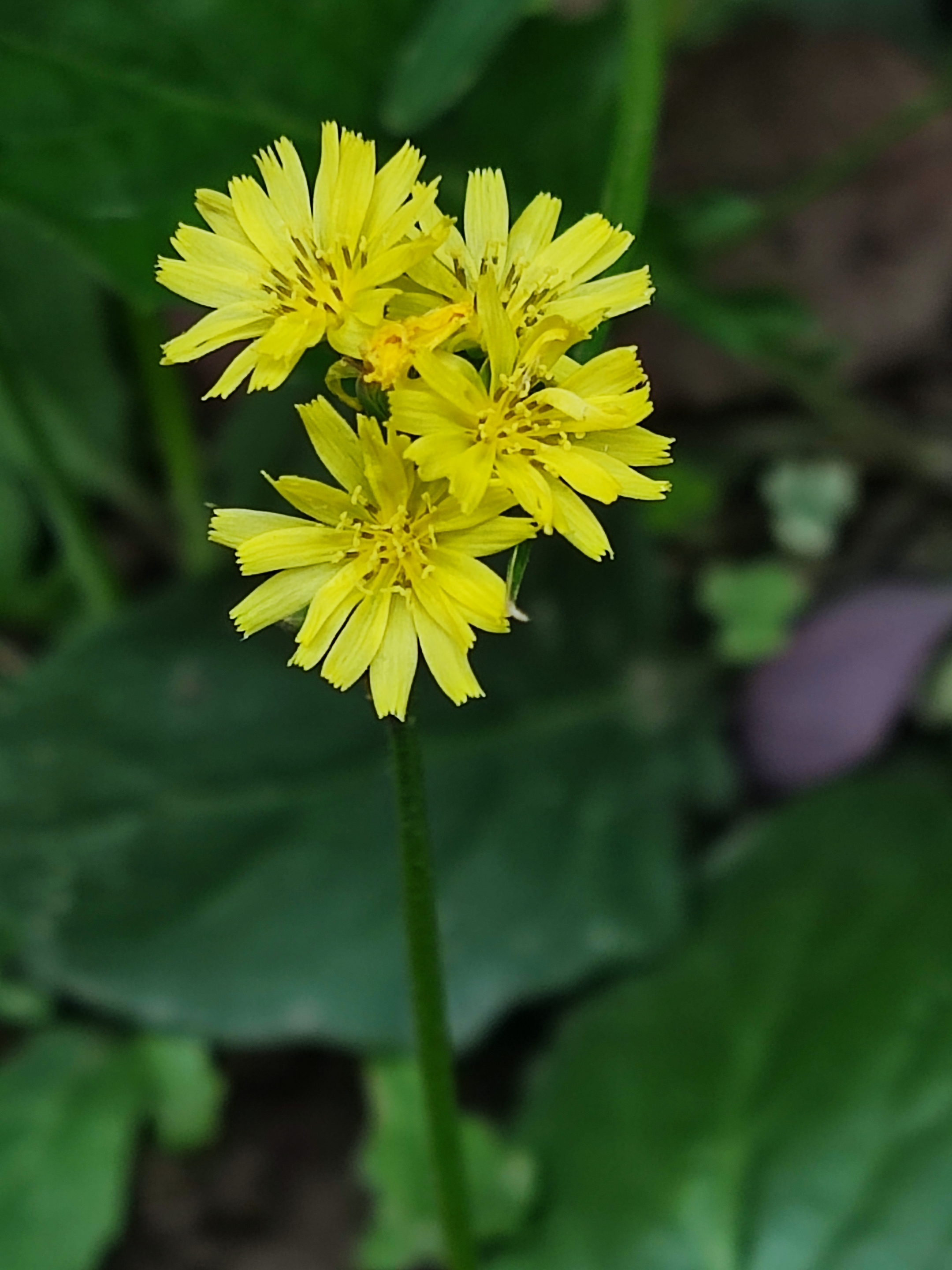 黄鹌菜花