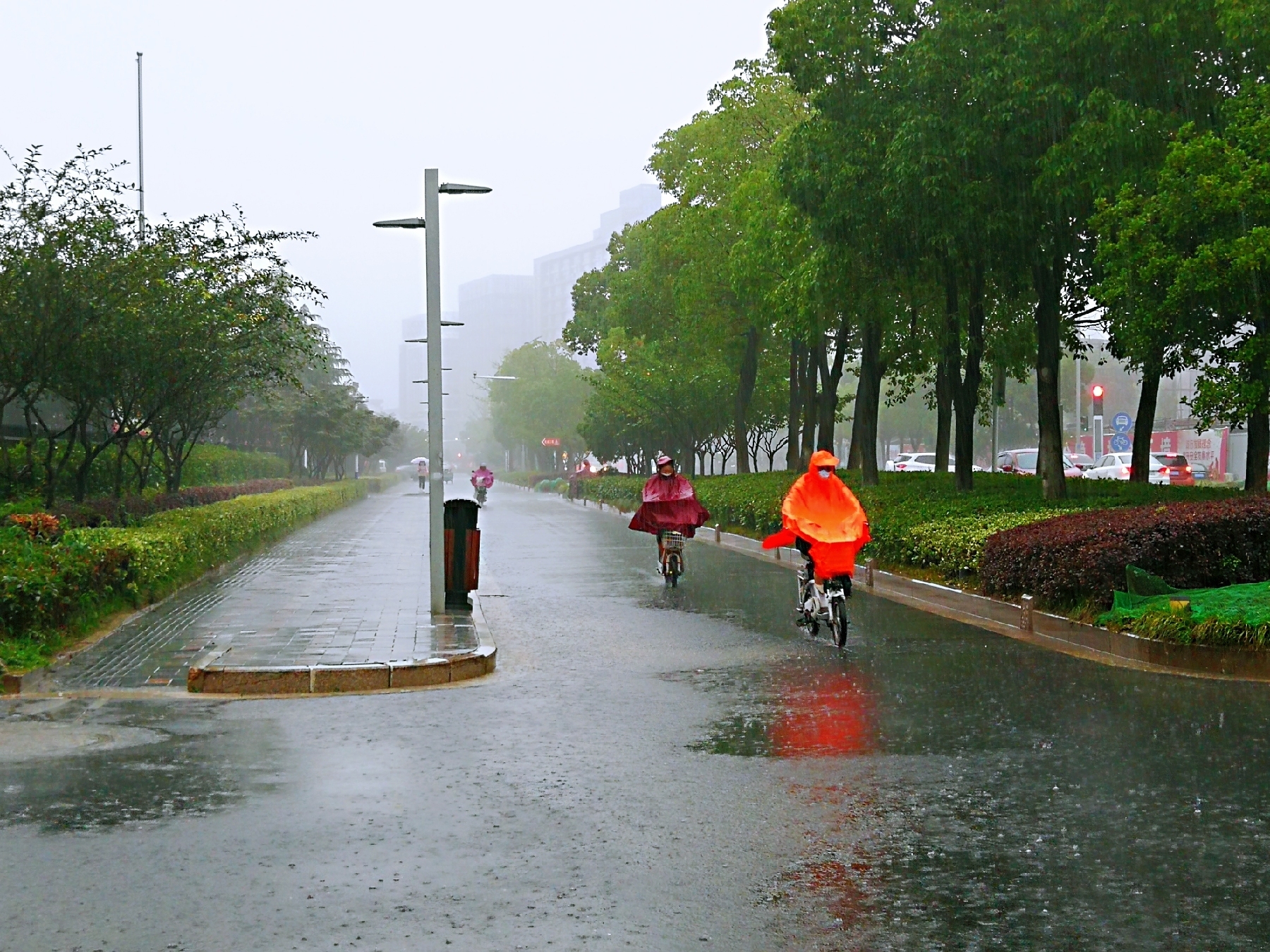 雨天,本该宅家,可爱好摄影的我,偏在雨中行,去赏娇艳欲滴的花花,去拍