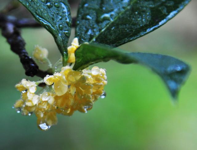 【首发】九月桂花开,十里飘香去.