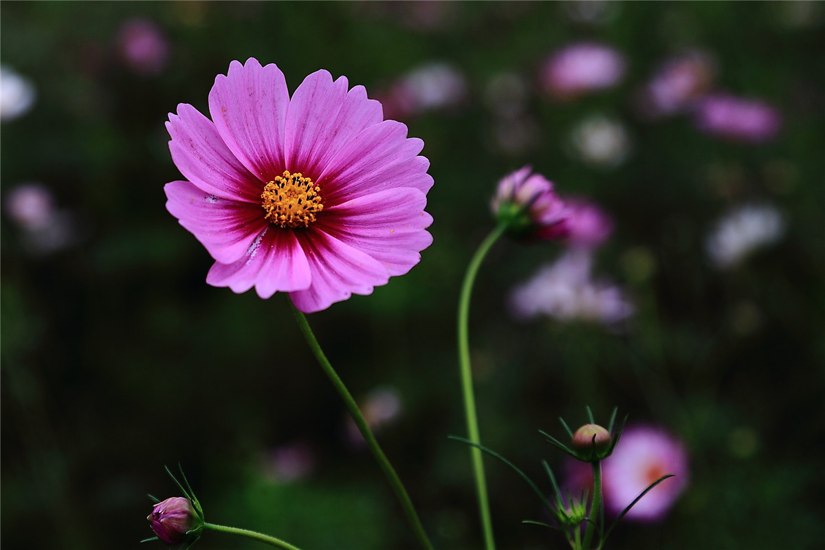 格桑花