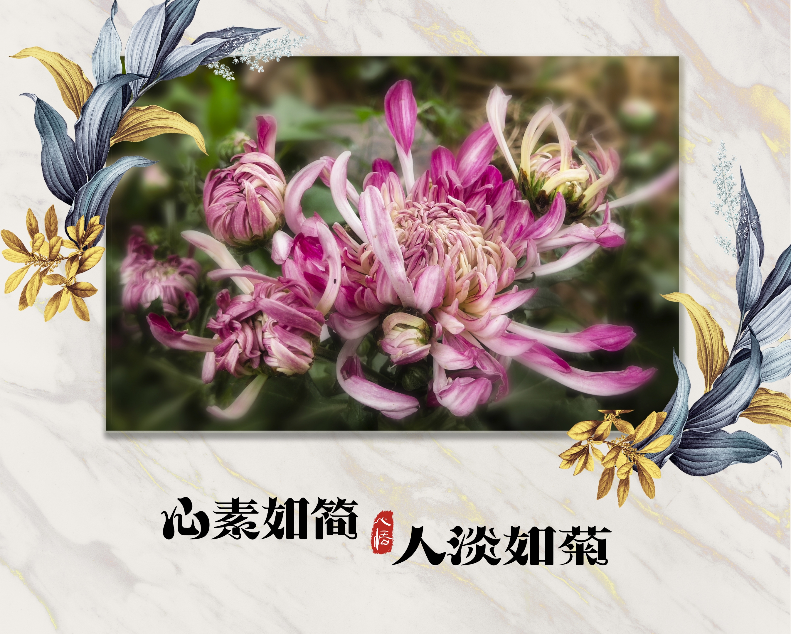 首发心素如简人淡如菊