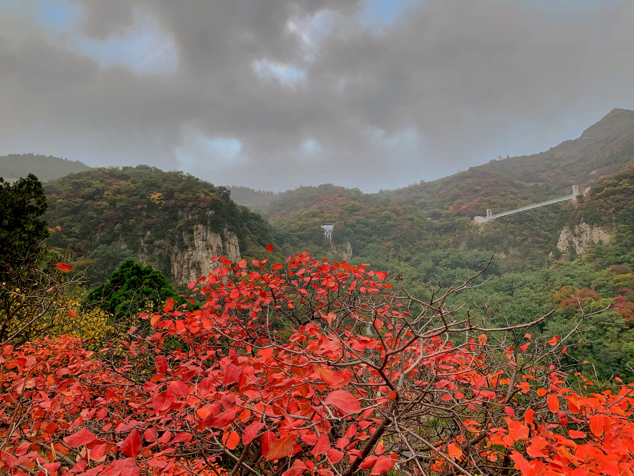 博山红叶柿岩