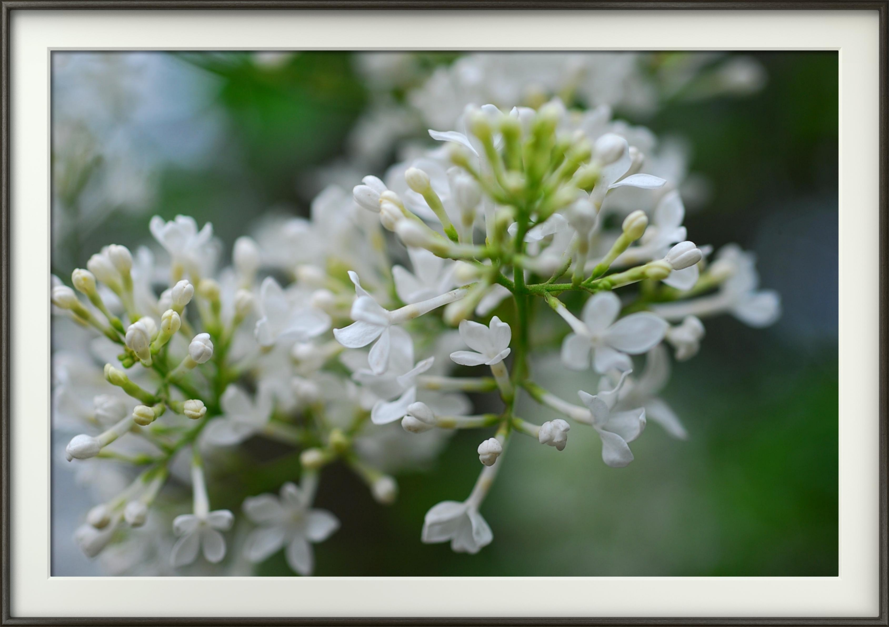 首发白丁香花