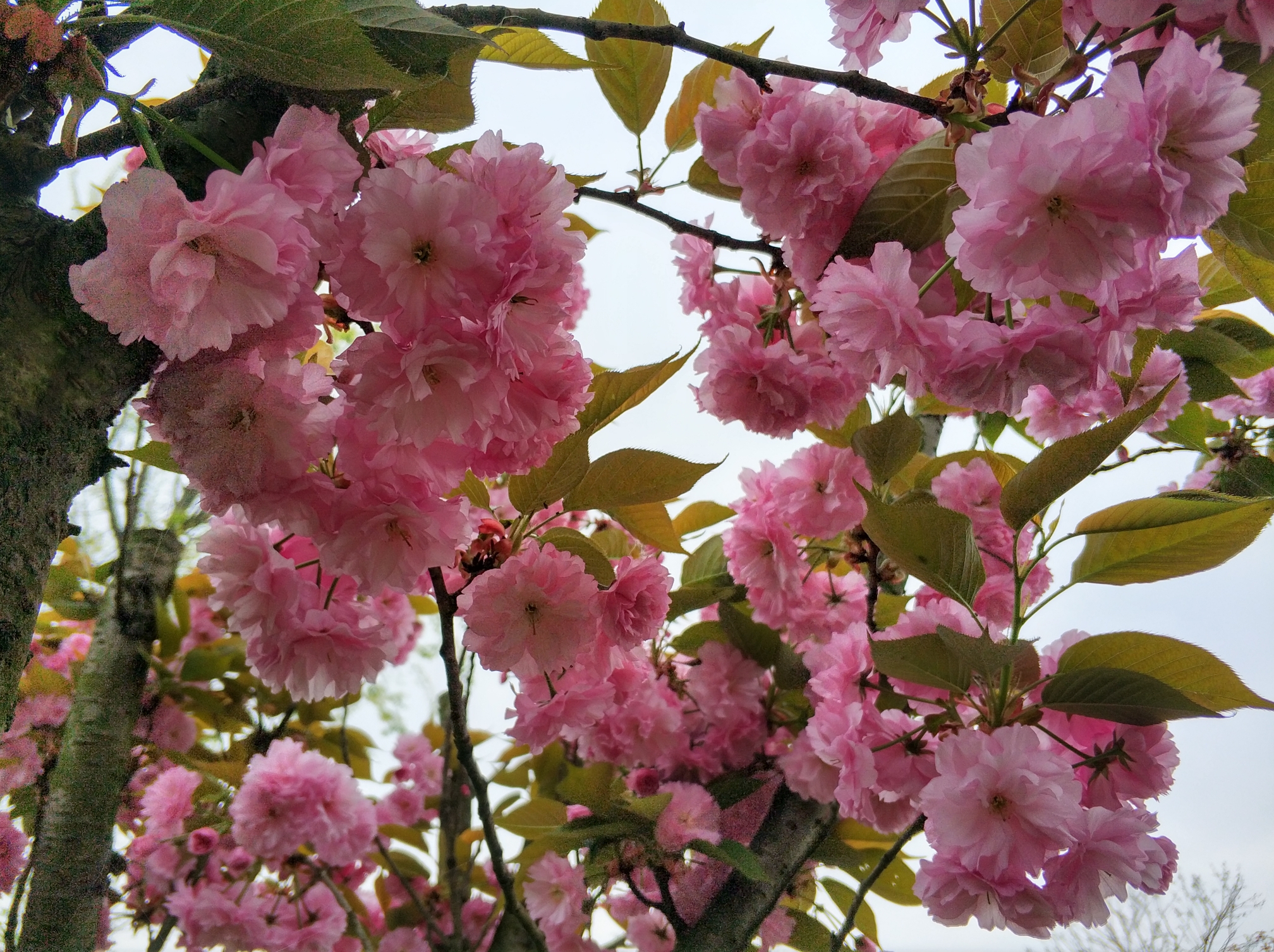 春天的脚步成都青龙湖湿地公园樱花绽放