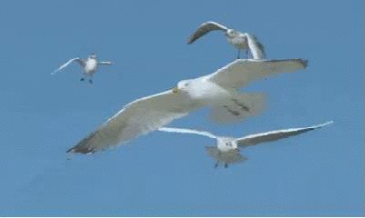 10 房国森/文 《海岛夜景》 海面矗立一座峰 灯塔昼夜照前程 成群海鸥