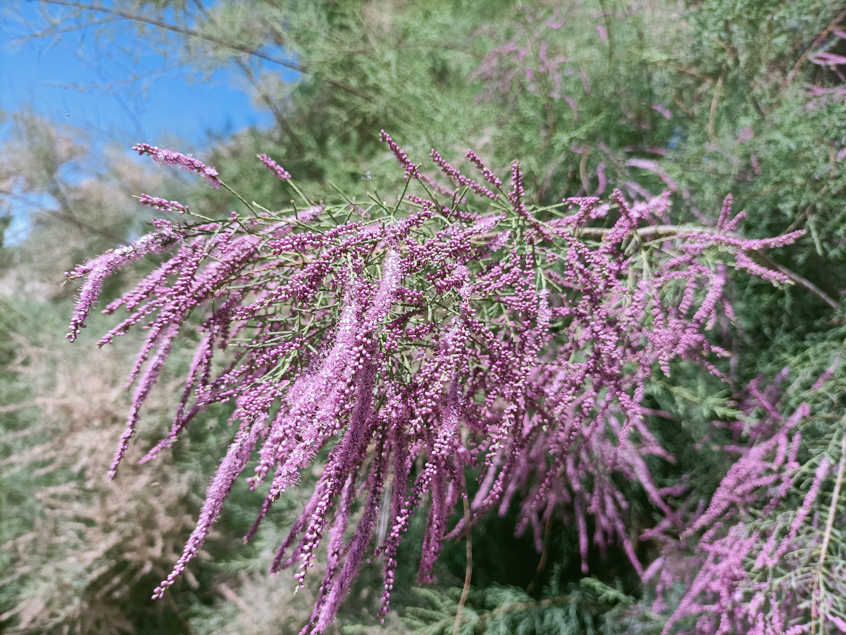 柽柳(拉丁学名:tamarix chinensis lour.