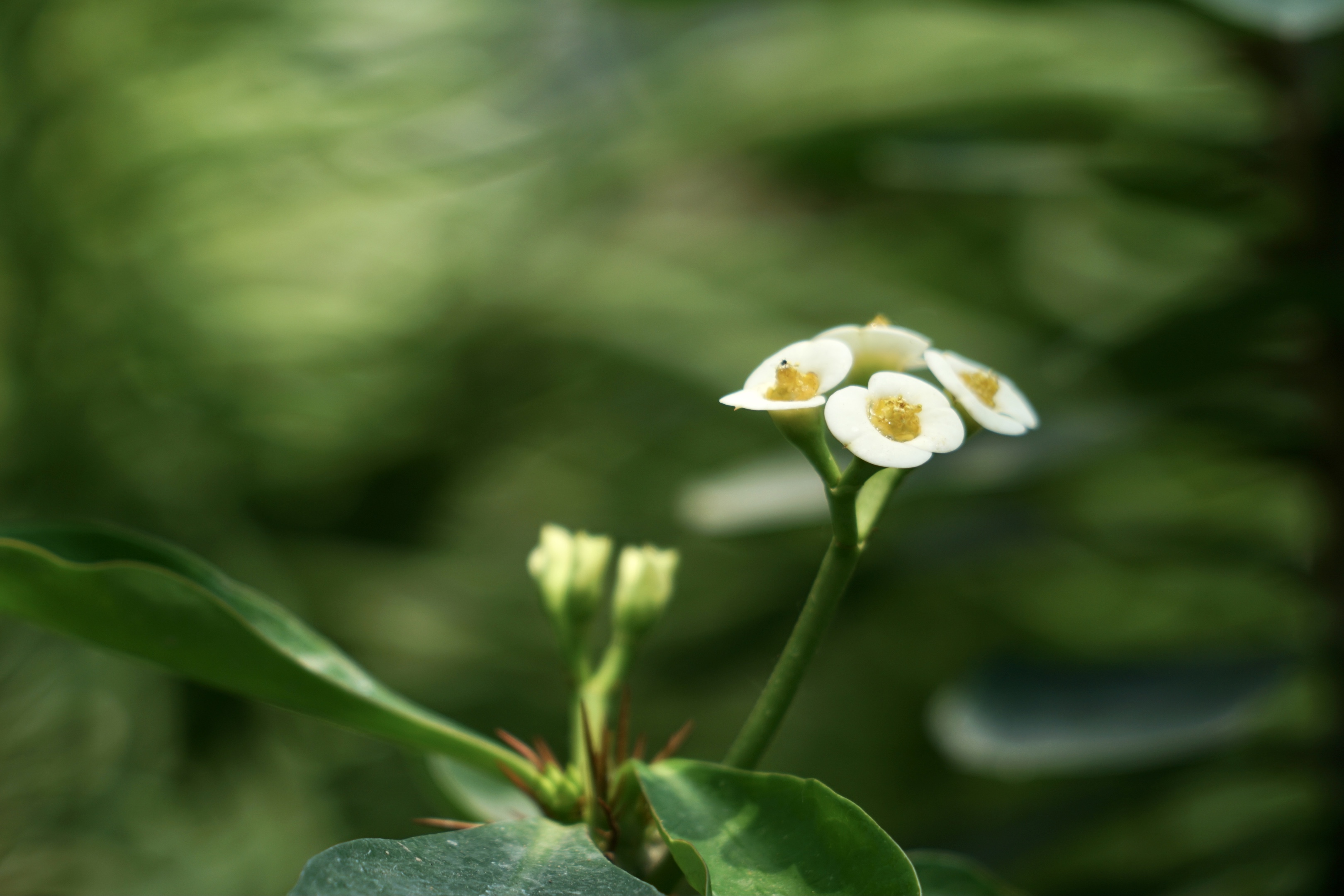 常见红色,偶见白色.其花语有勇猛,儒雅等.