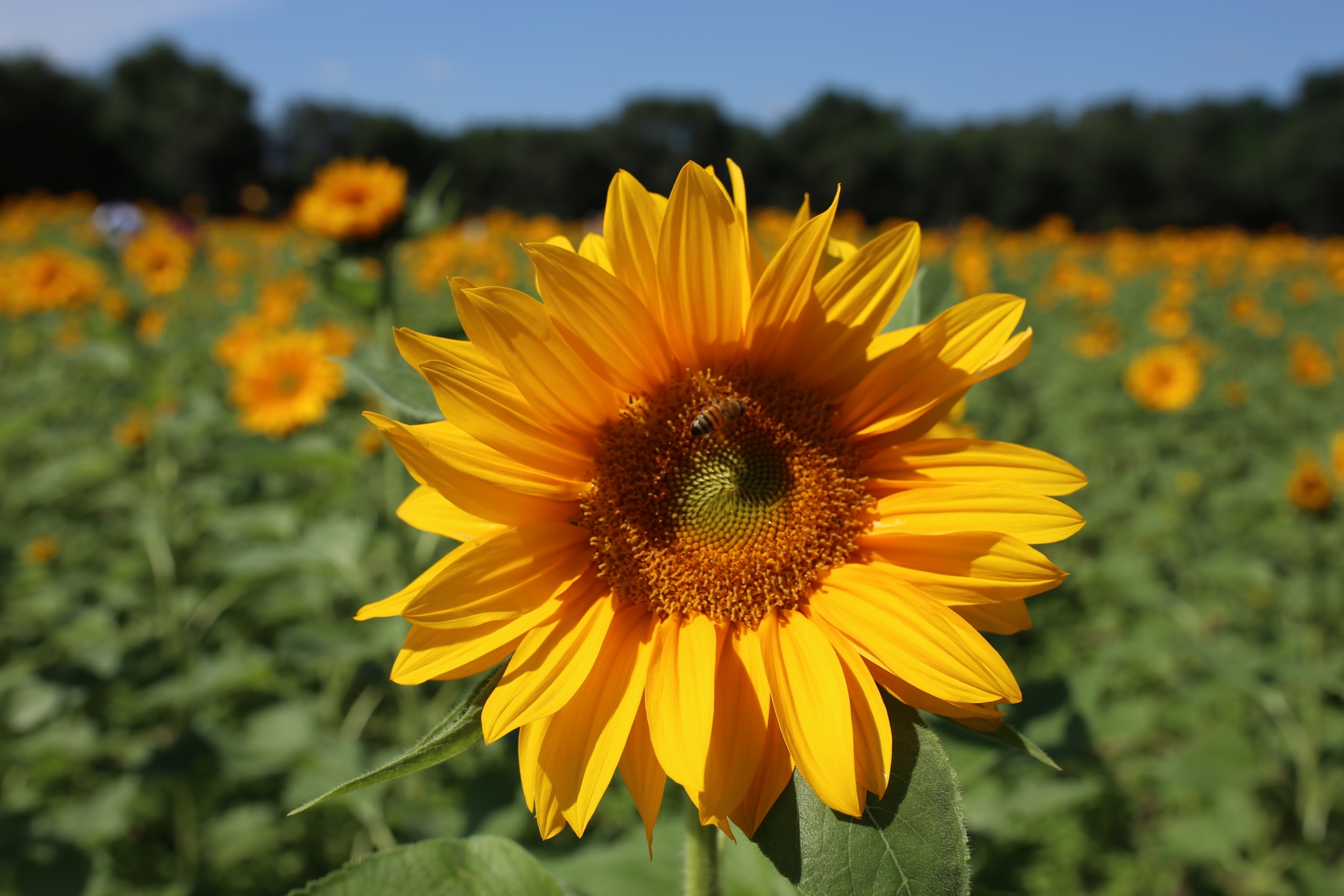 sunflower