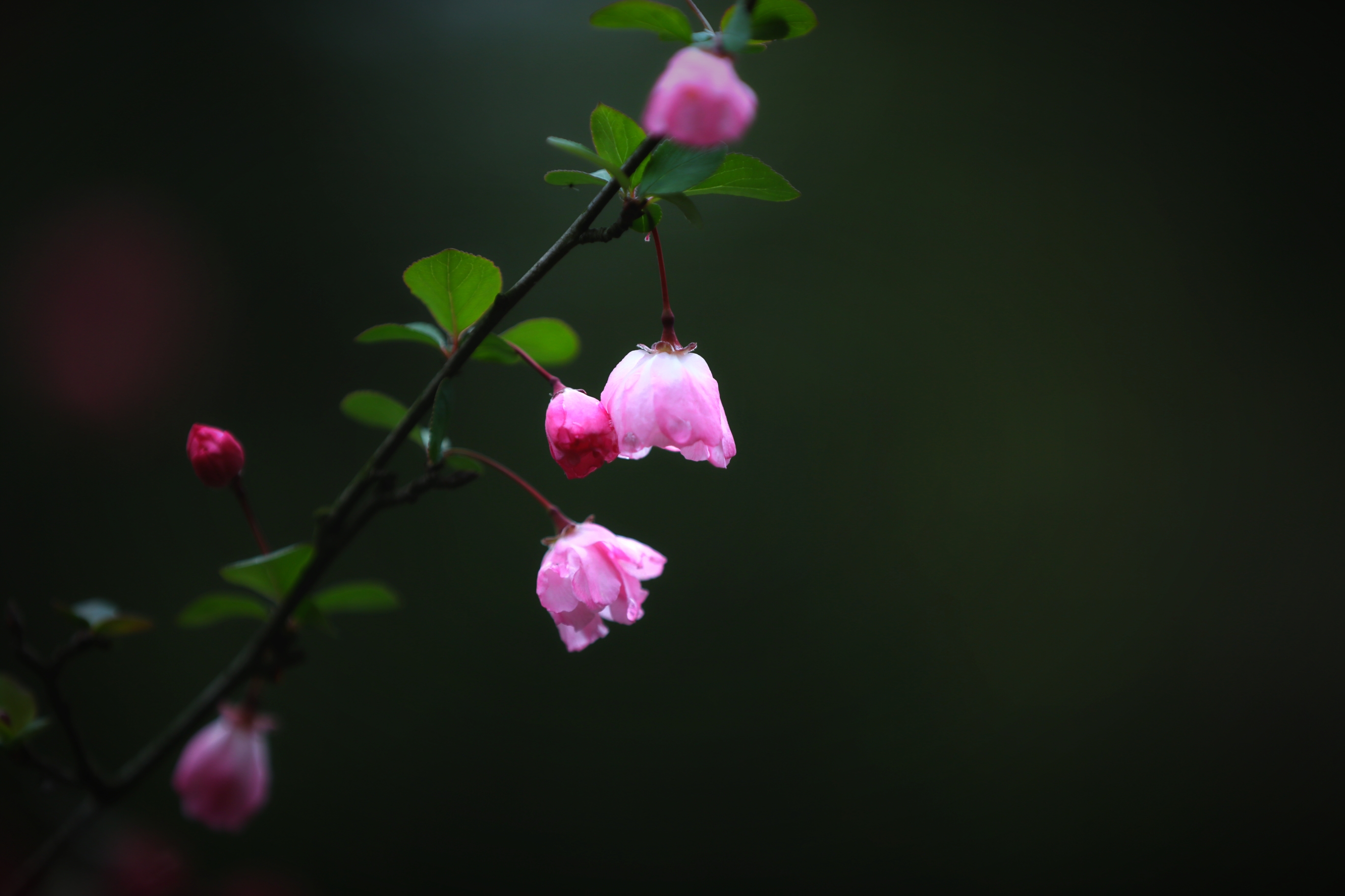 我最喜欢的是垂丝海棠:垂丝海棠花色艳丽,花姿优美.