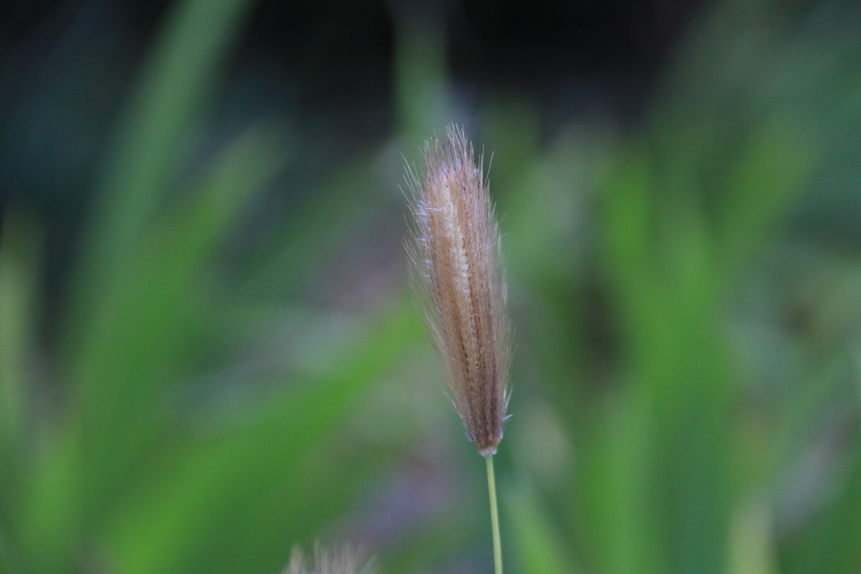 虎尾草【首发】