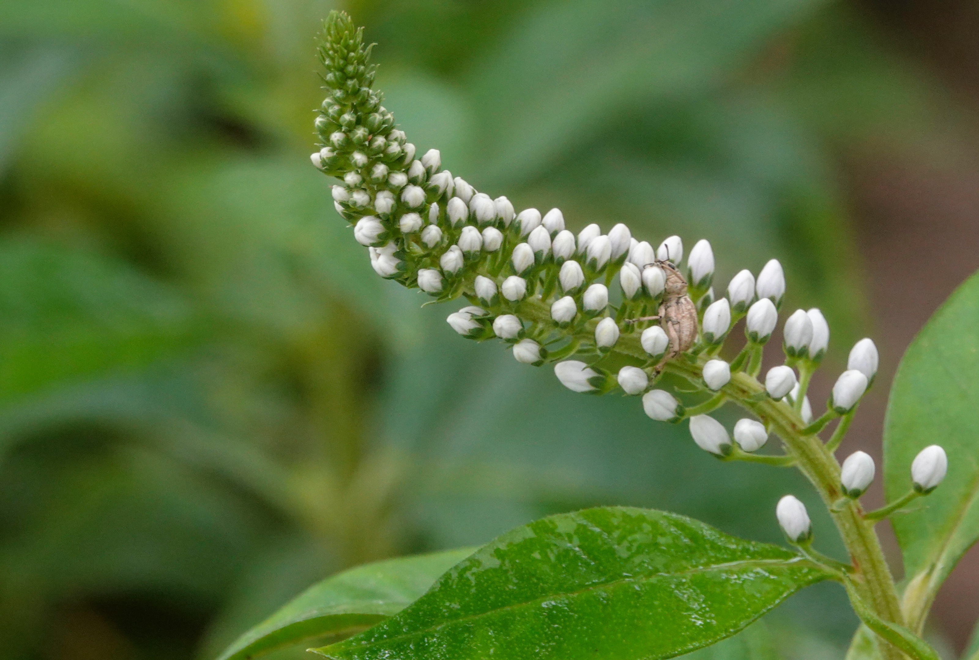 珍珠菜