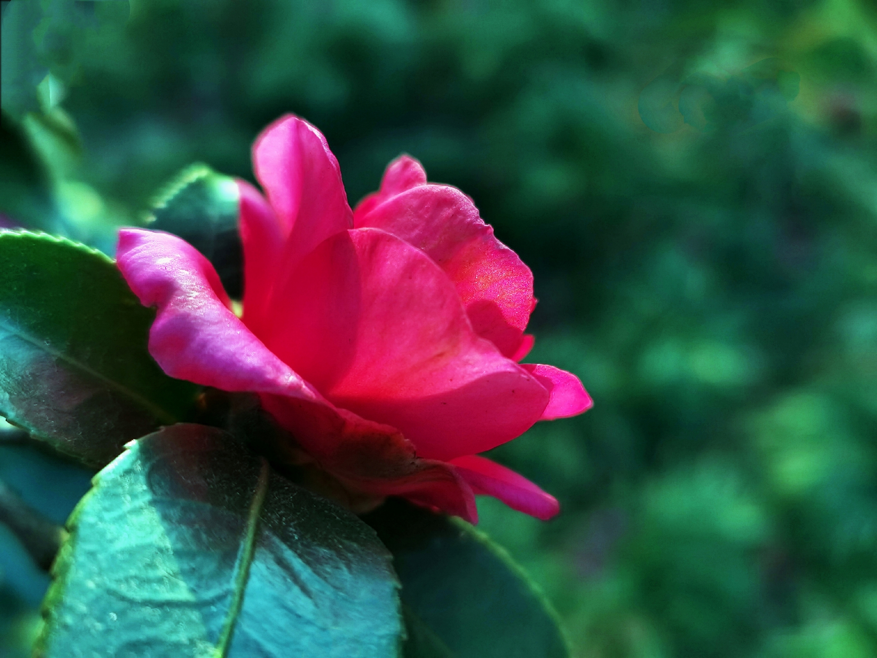 山茶,又名:山茶,茶花,山茶科,山茶属植物属常绿灌木和小乔木.