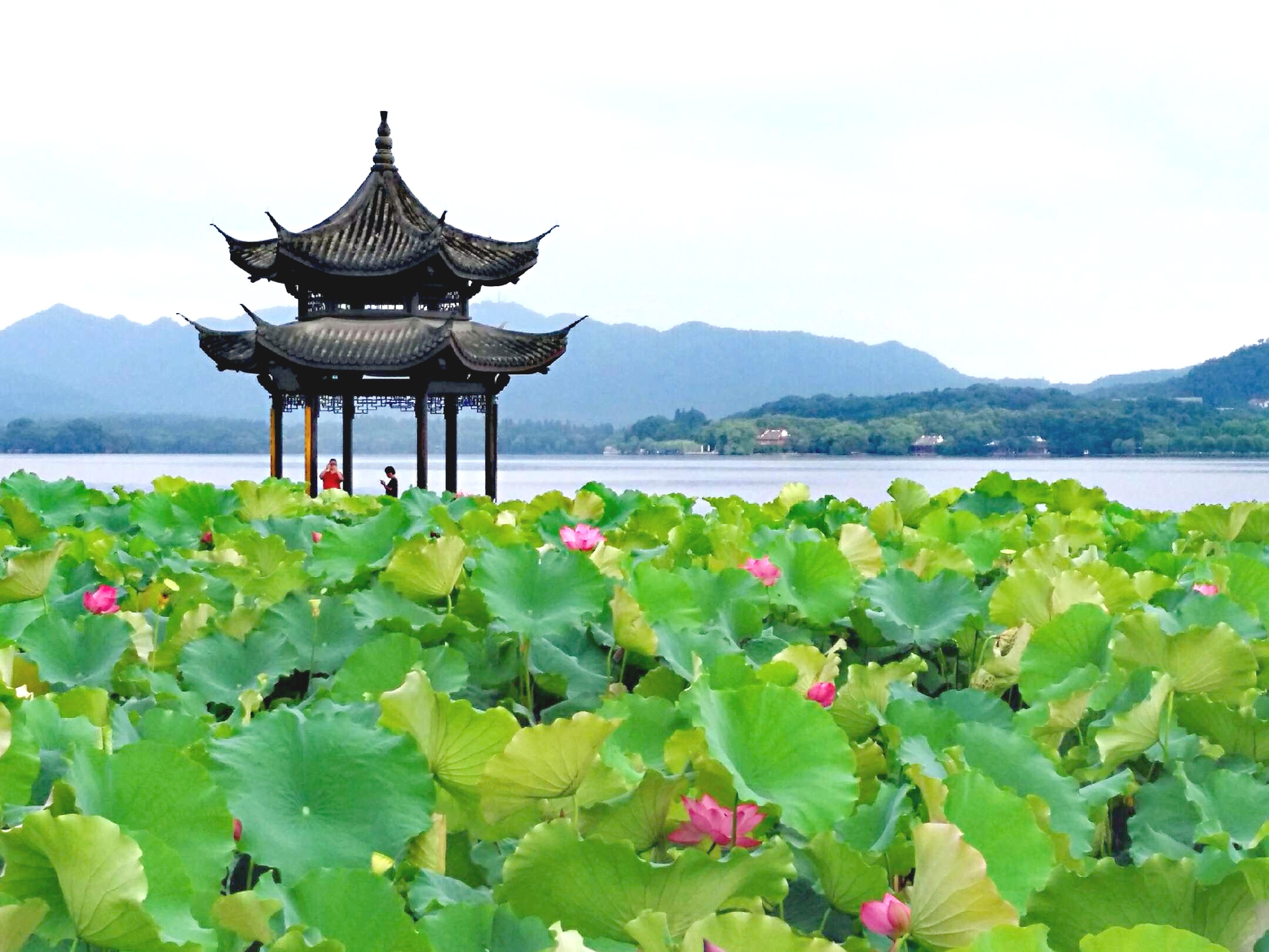 接天莲叶无穷碧,映日荷花别样红. 泉眼无声惜细流,树荫照水爱晴柔.