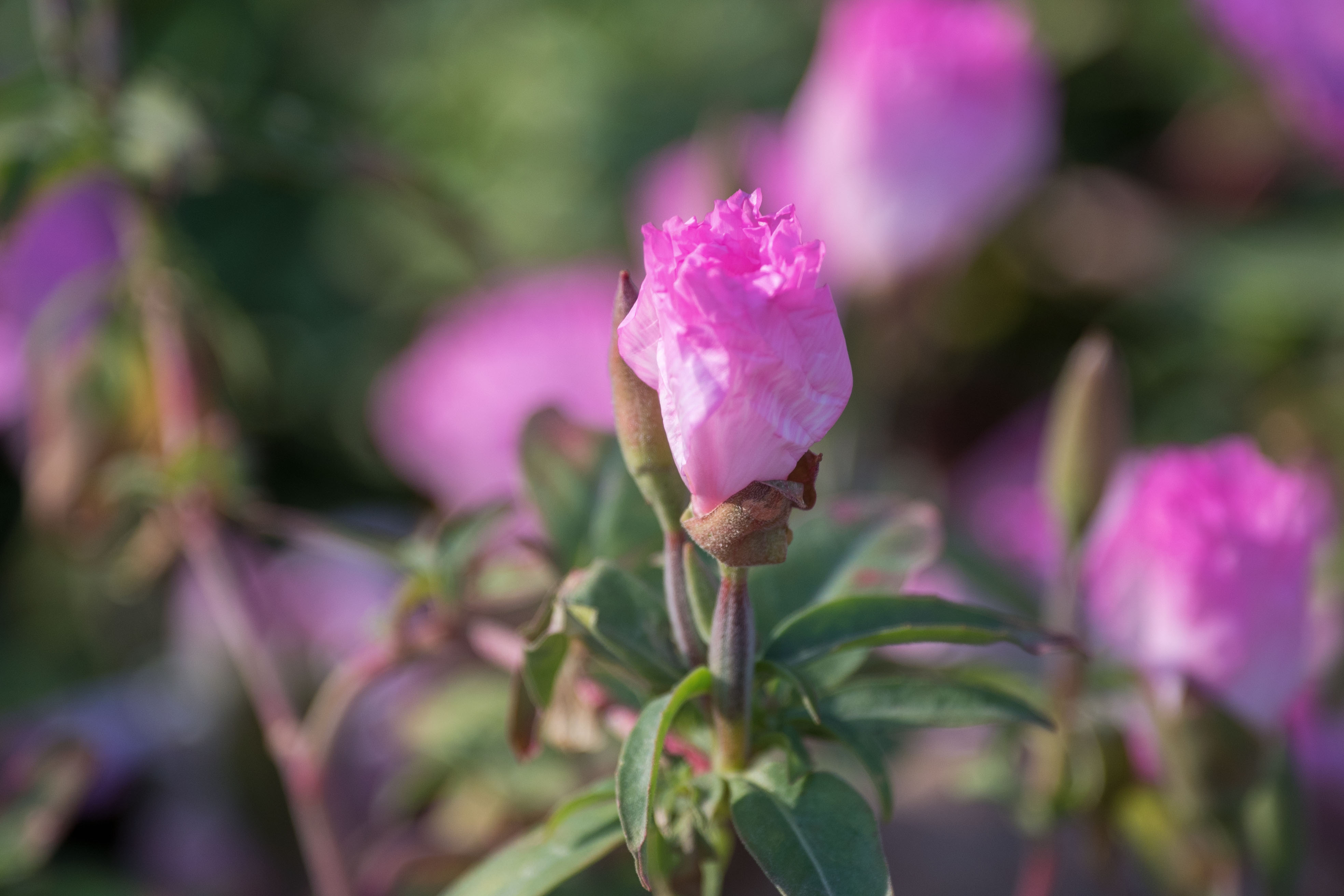 (首发)古代稀花