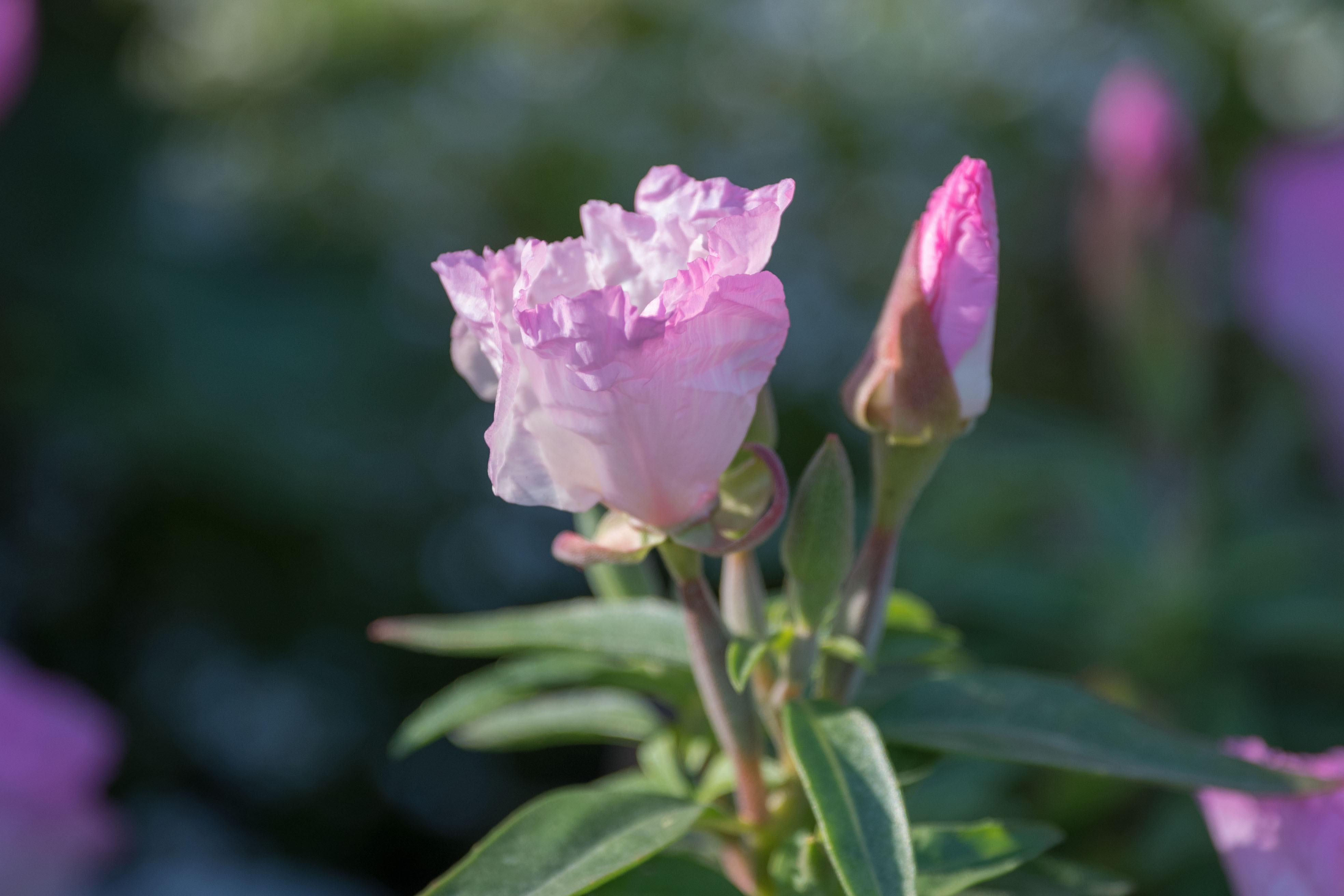 (首发)古代稀花