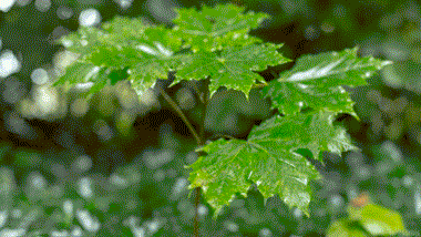 秋光烂漫如画丹(组诗二十一)(原创首发)