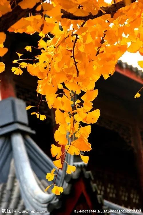 小雨丝639】晚秋色相 陈金茂（美国）【冰心文化传媒】（图11）