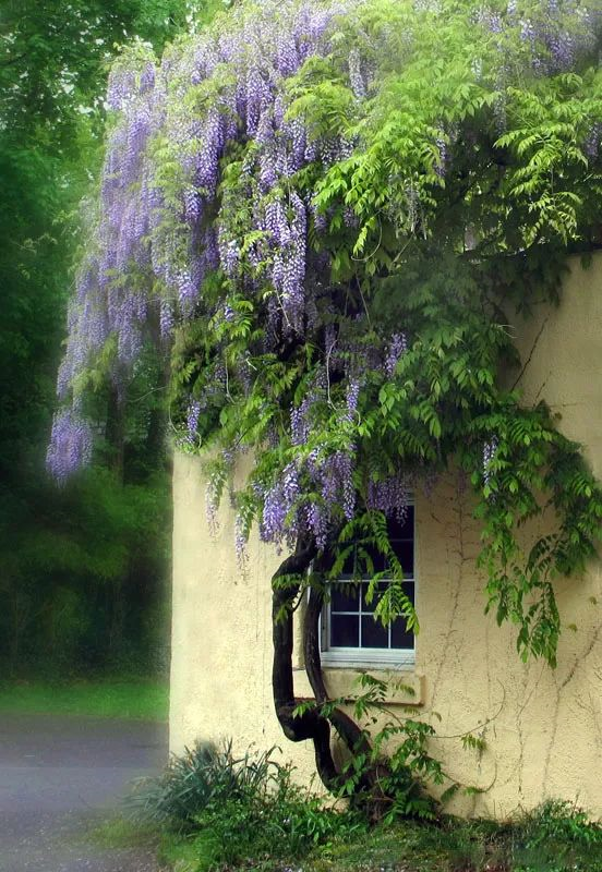 这些紫藤,有着粗壮的树干,树干相互缠绕着,扭曲着,以一种不屈不饶的